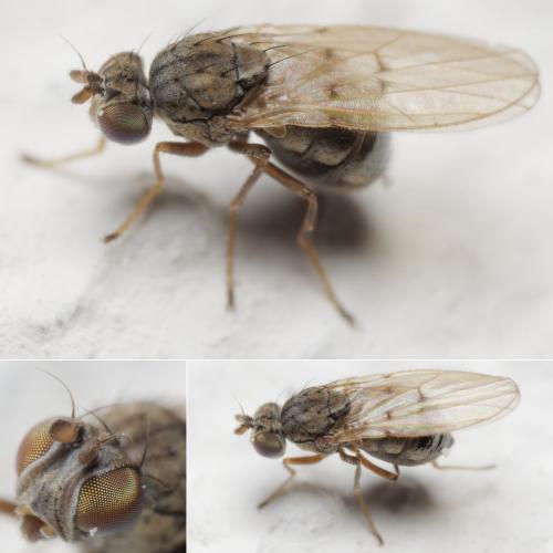 Philygria flavipes